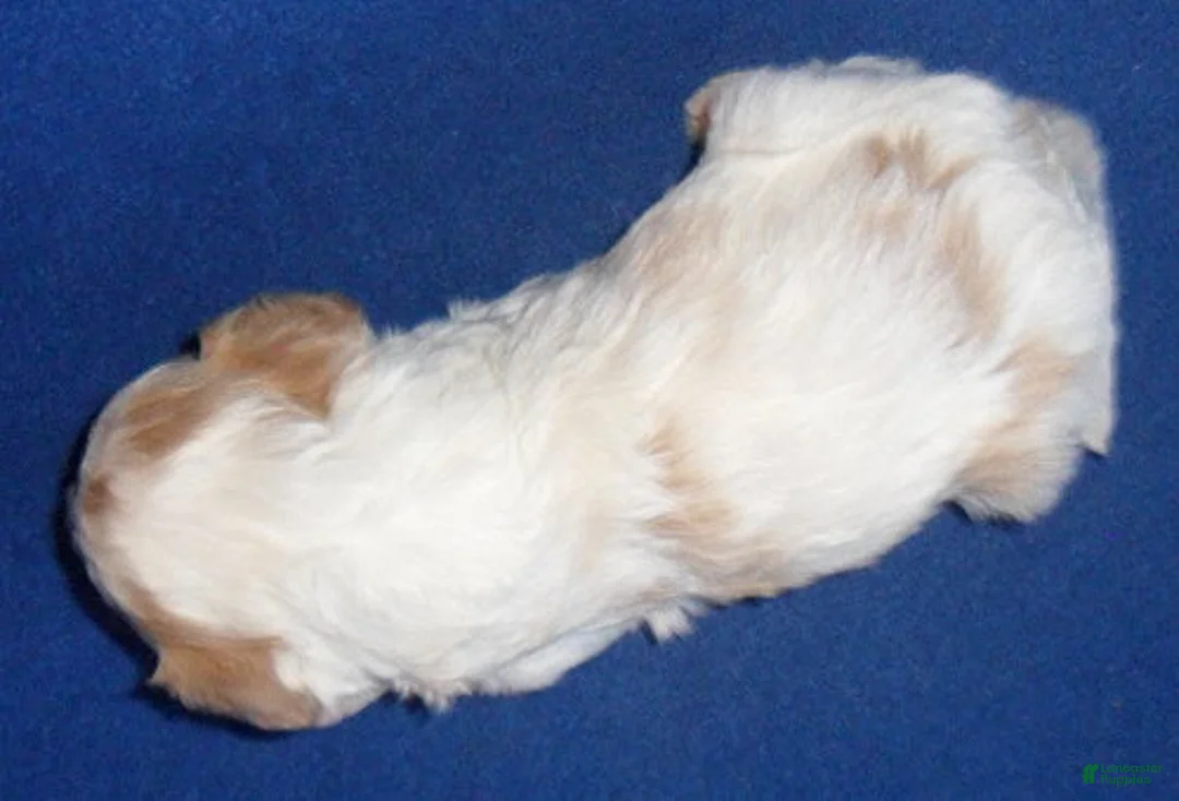 Cockapoo dogs for sale: Darby - Ad 3