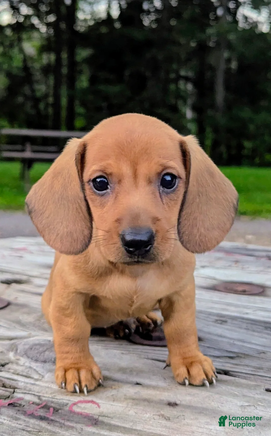 Dachshund dogs for sale: Milo - Ad 2