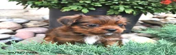 Shorkie dogs for sale: Brooke - Ad 4