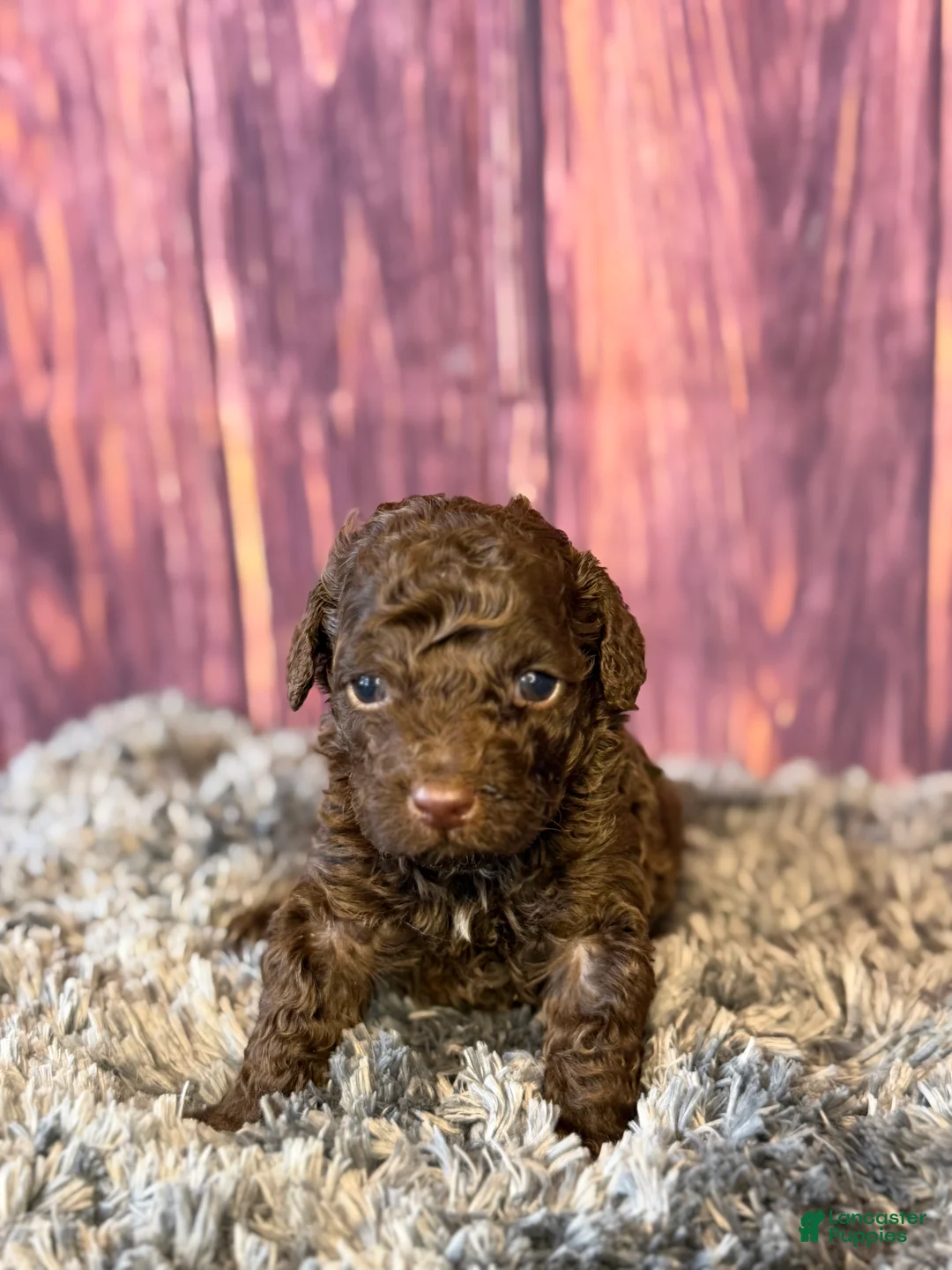 Cockapoo dogs for sale: Gavin - Ad 1