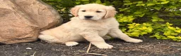 Golden Retriever dogs for sale: Max - Ad 3