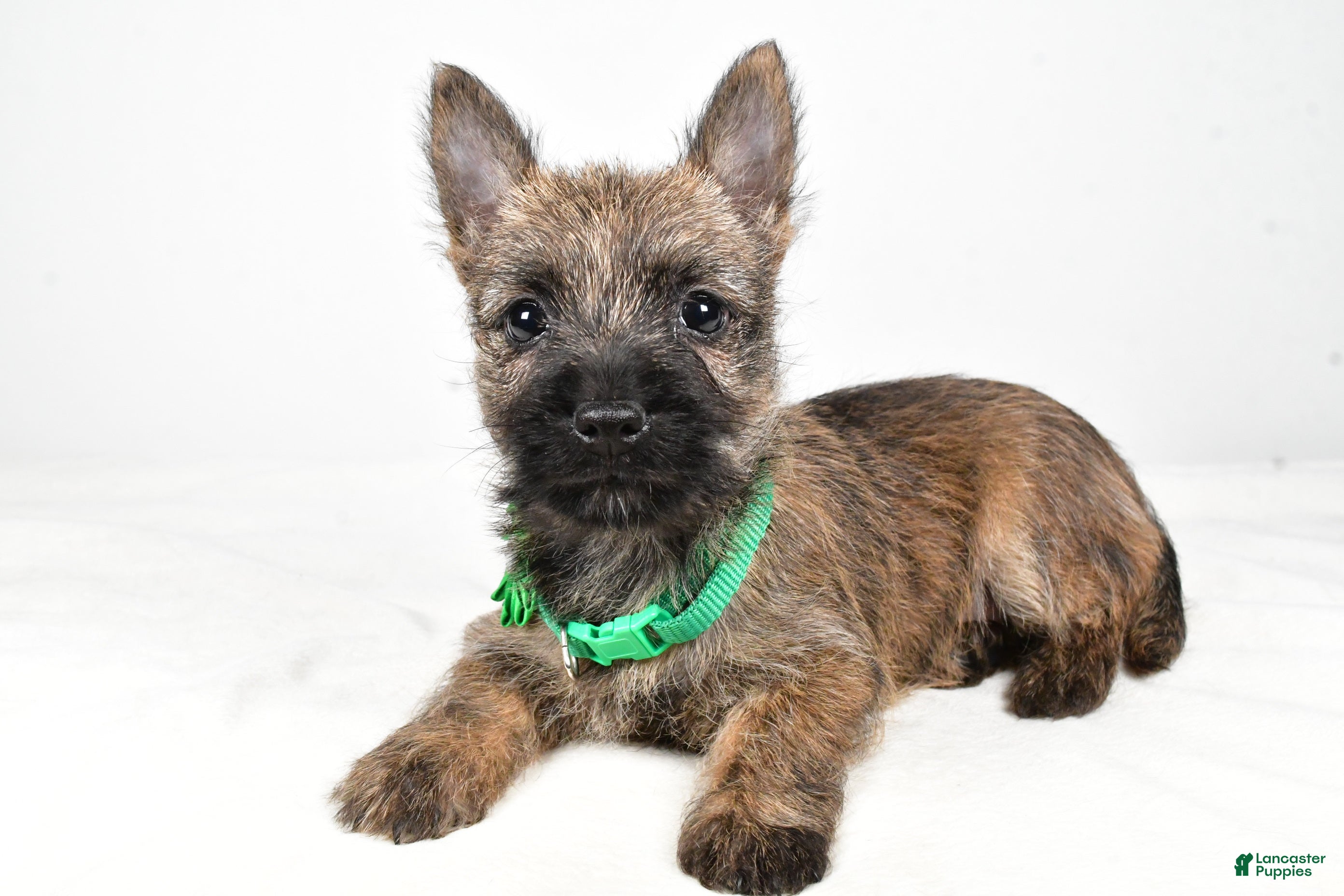 Cairn Terrier dogs Gabby - Ad 2