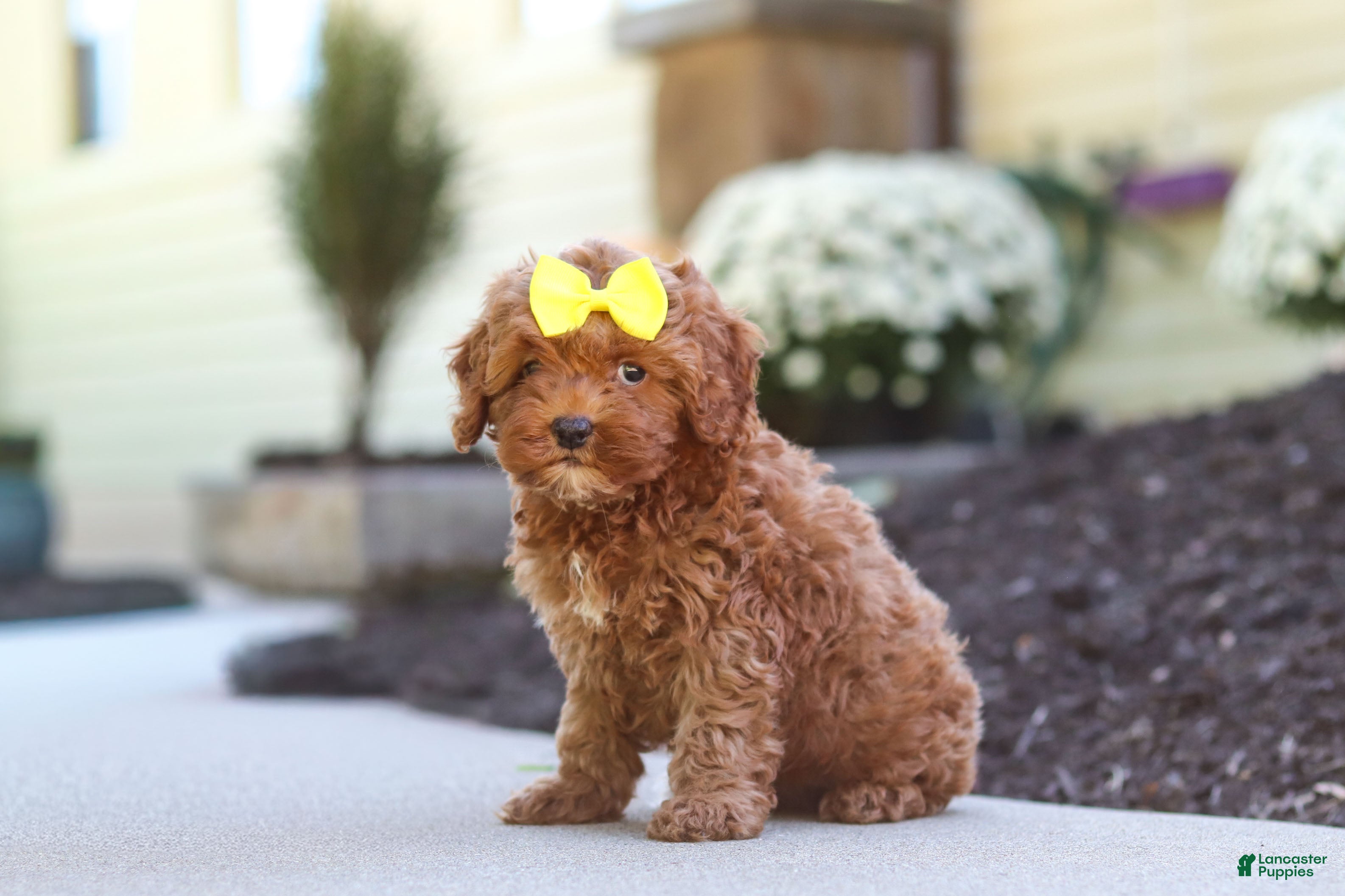 Cockapoo dogs Willow - Ad 2