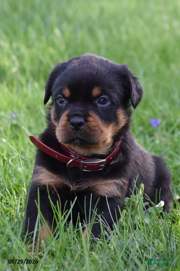 Rottweiler dogs Ruby - Ad 1