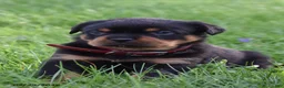 Rottweiler dogs for sale: Ruby - Ad 1