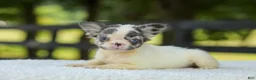 French Bulldog dogs for sale: Kelly - Ad 4