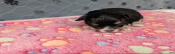 Chihuahua dogs for sale: Beatrice - Ad 4