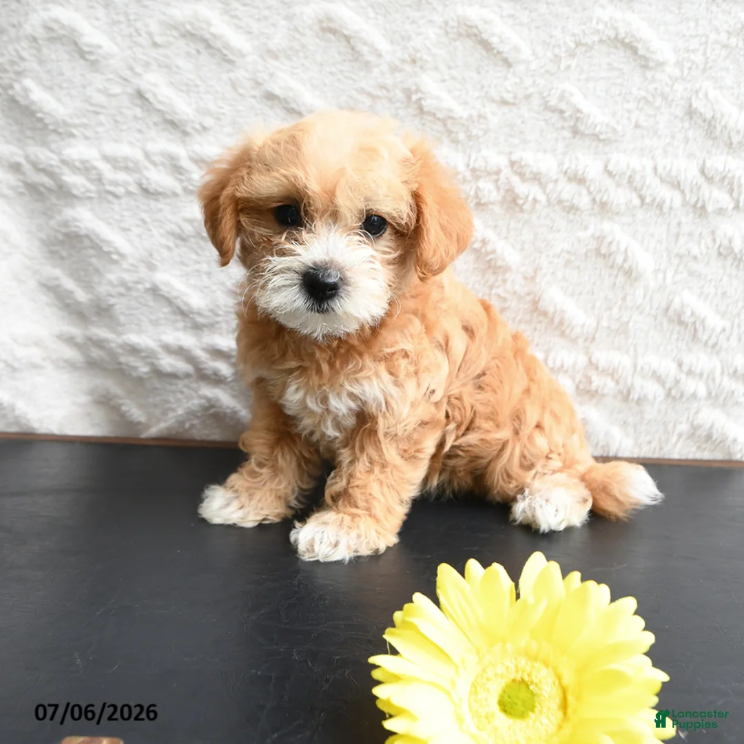 Mixed Breed dogs for sale: Kaitlyn - Ad 1