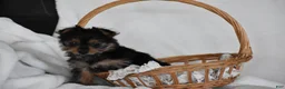 Yorkshire Terrier dogs for sale: Olivia - Ad 7