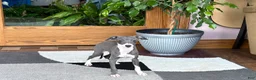 Italian Greyhound dogs for sale: Italian Greyhound 4 blue girl  - Ad 12
