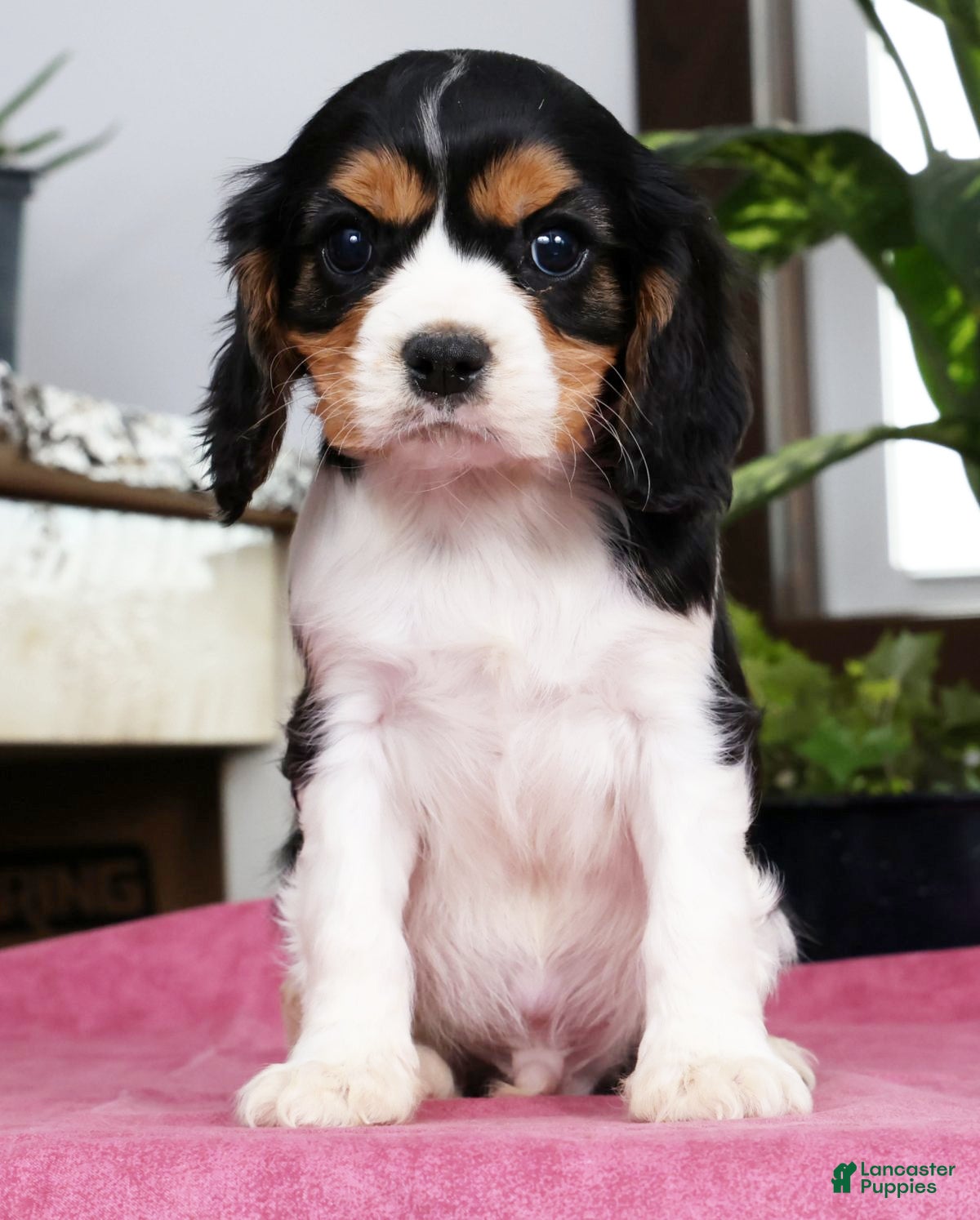 Cavalier King Charles Spaniel dogs Steven - Ad 2