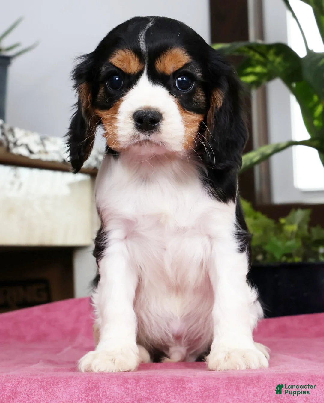 Cavalier King Charles Spaniel dogs for sale: Steven - Ad 2