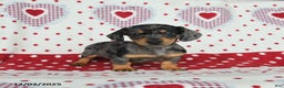 Miniature Dachshund dogs for sale: Wilbur - Ad 5