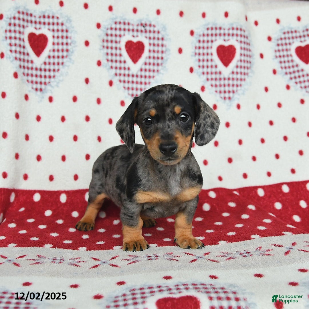 Miniature Dachshund dogs for sale: Wilbur - Ad 5