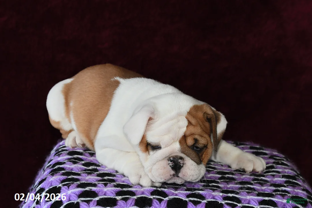 English Bulldog dogs for sale: Macey - Ad 5