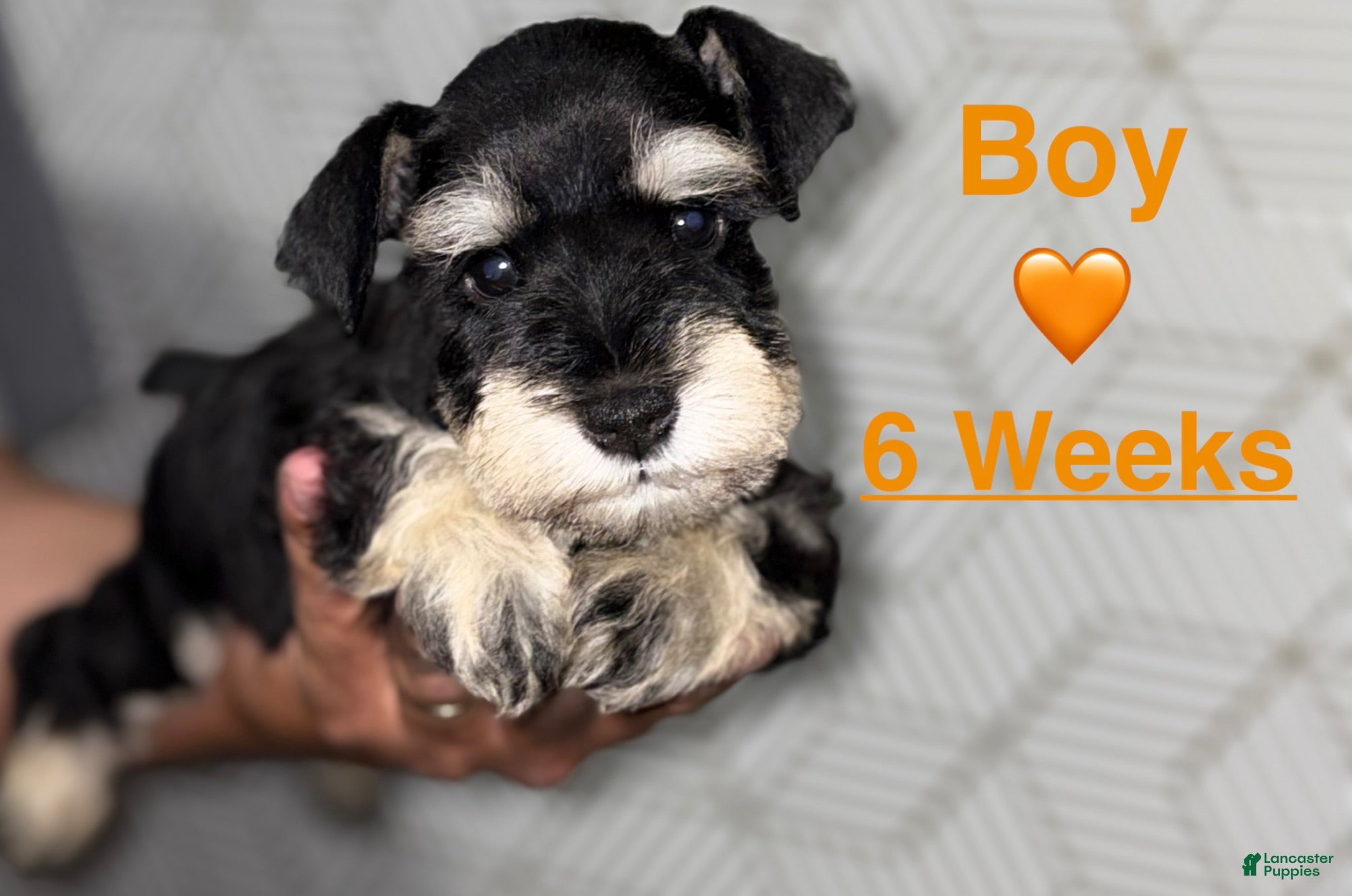 Miniature Schnauzer dogs Miniature Schnauzer 1 - Ad 1