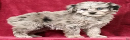 Mini Aussiedoodle dogs for sale: Molly - Ad 1