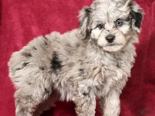Mini Aussiedoodle dogs for sale: Molly - Ad 2