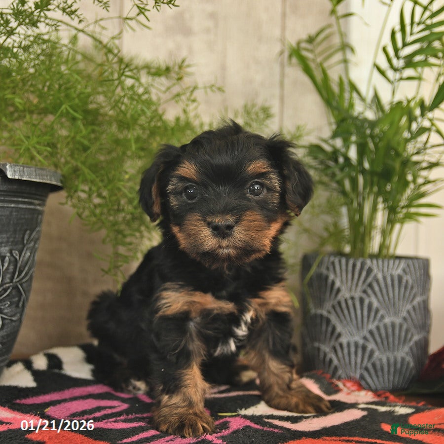 Yorkshire Terrier dogs Spirit  - Ad 2