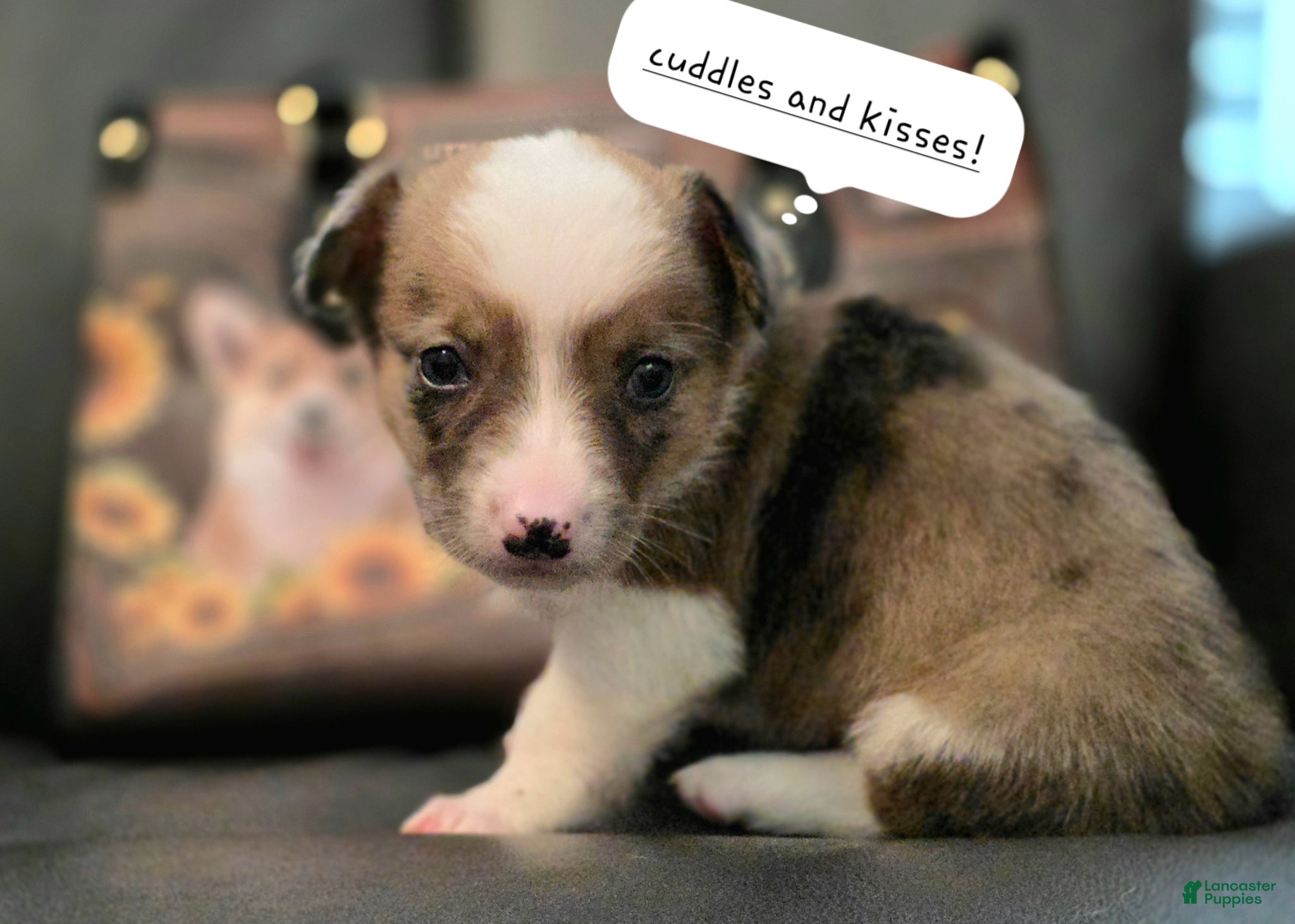 Mixed Breed dogs Sherlock - Ad 30