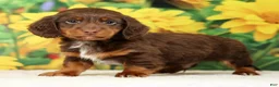 Miniature Dachshund dogs for sale: Lennon - Ad 4
