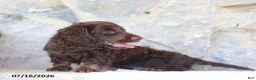 Miniature Dachshund dogs for sale: Tommy - Ad 3