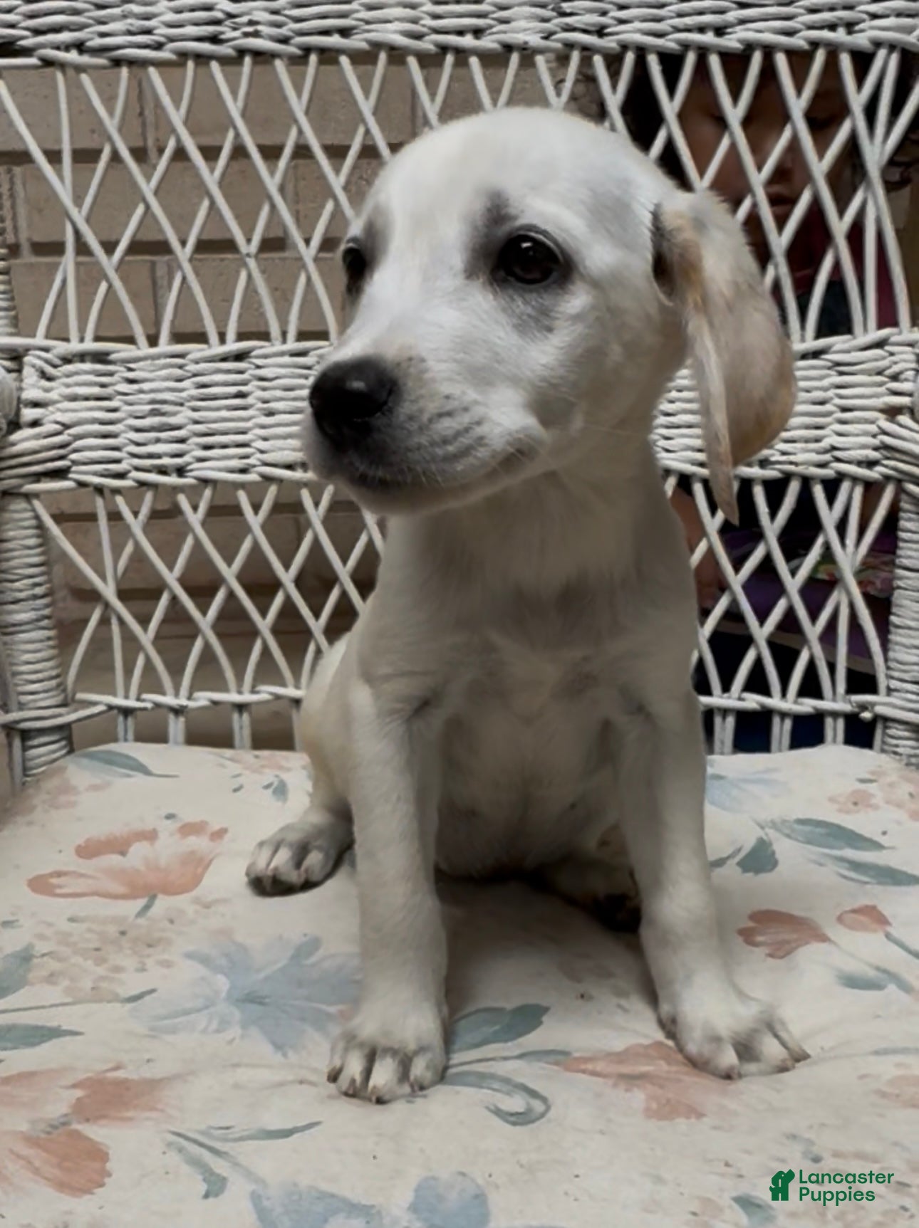 Labrador Retriever dogs for sale: Labrador Retriever Jackie - Ad 27