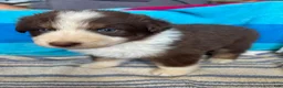 Australian Shepherd dogs for sale: Autumn (AKC) - Ad 8