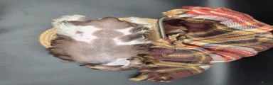 Liver Parti Female