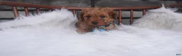 Cavapoo dogs for sale: Rocky - Ad 6