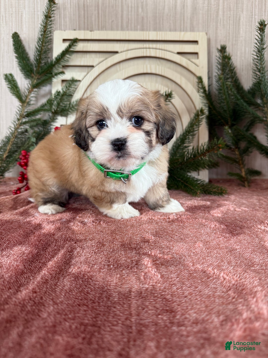 Teddy Bear dogs for sale: Sara - Ad 5