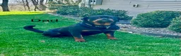 Rottweiler dogs for sale: Josie - Ad 3