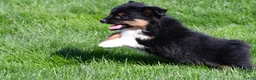 Miniature Australian Shepherd dogs for sale: Sandy - Ad 15