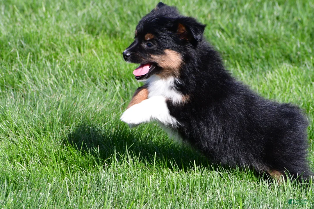 Miniature Australian Shepherd dogs for sale: Sandy - Ad 15