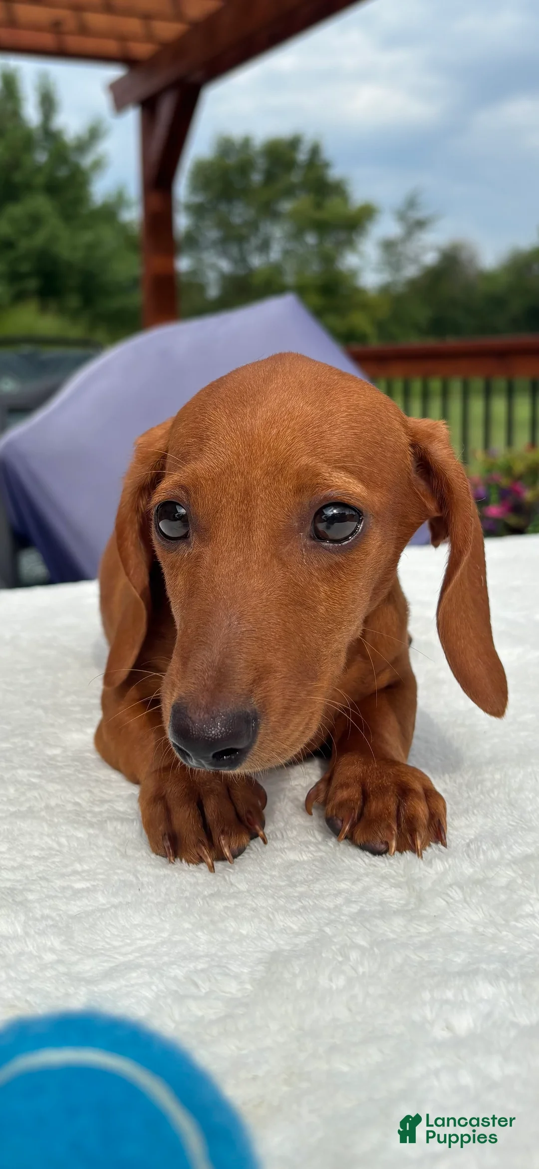 Miniature Dachshund dogs for sale: Rock - Ad 3