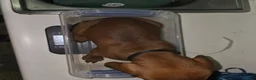 Redbone Coonhound dogs for sale: Redbone Coonhound 9(black) - Ad 2