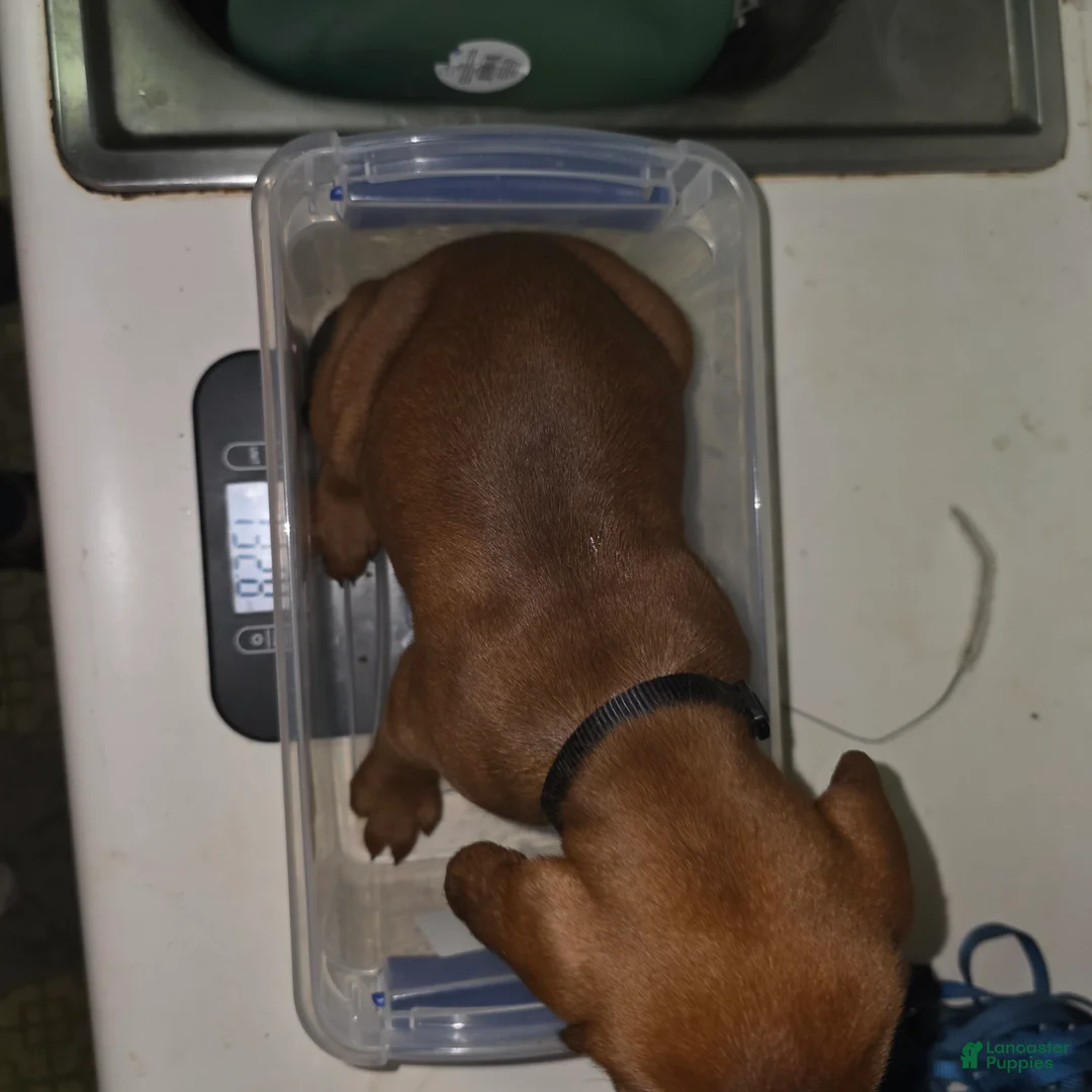 Redbone Coonhound dogs for sale: Redbone Coonhound 9(black) - Ad 2