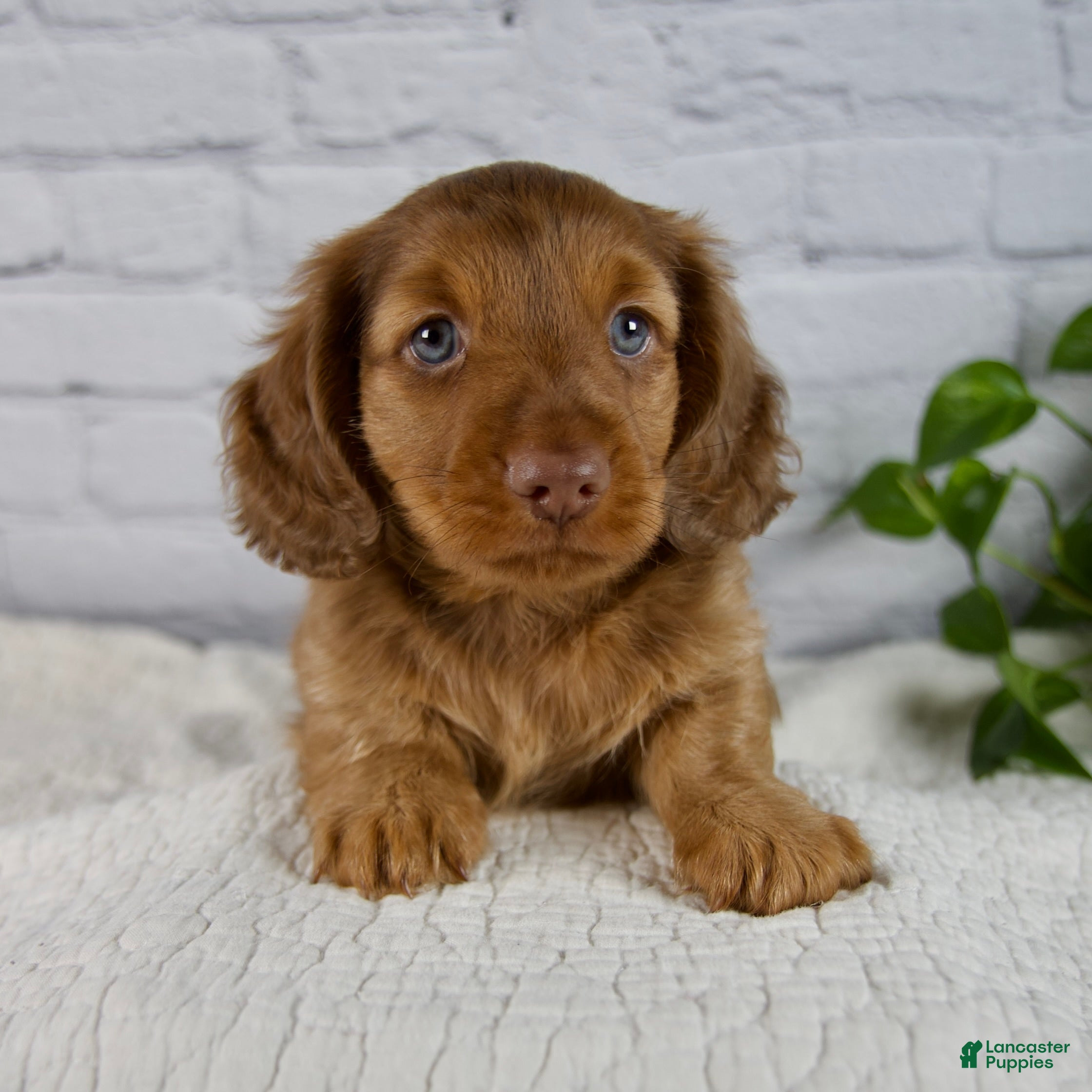 Miniature Dachshund dogs Felix - Ad 1