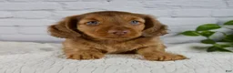 Miniature Dachshund dogs for sale: Felix - Ad 1