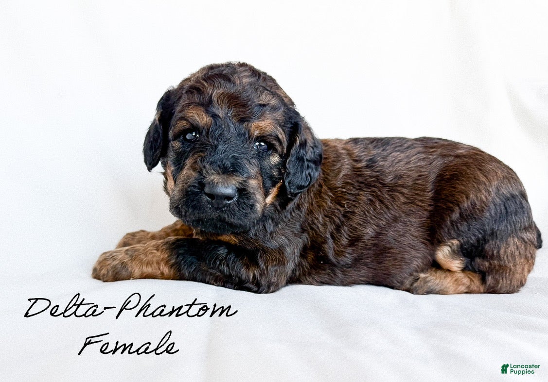 Standard Poodle dogs Delta  - Ad 30