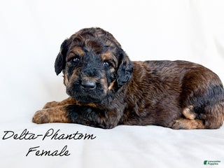 Standard Poodle dogs Delta - Ad 1