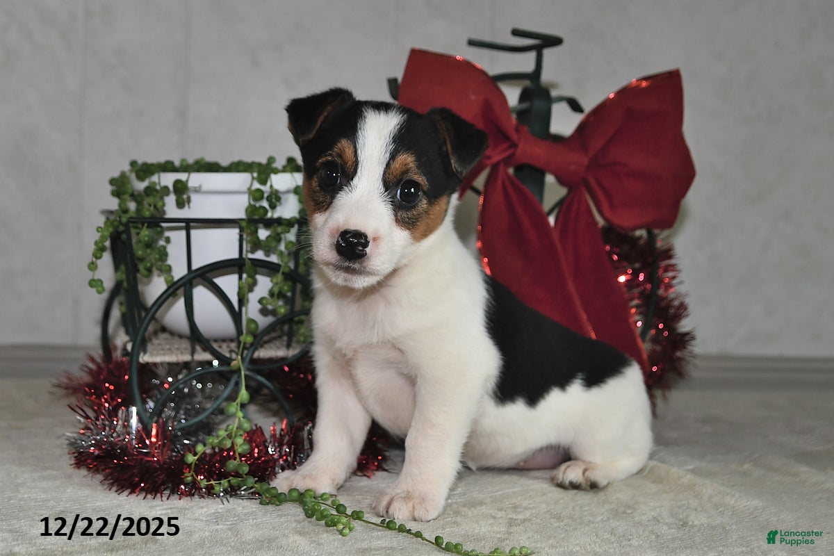 Jack Russell Terrier dogs Jasmine - Ad 39