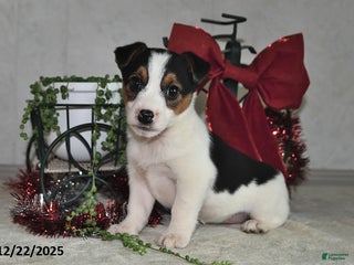Jack Russell Terrier dogs Jasmine - Ad 39