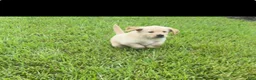 Golden Retriever dogs for sale: Mr Green - Ad 3