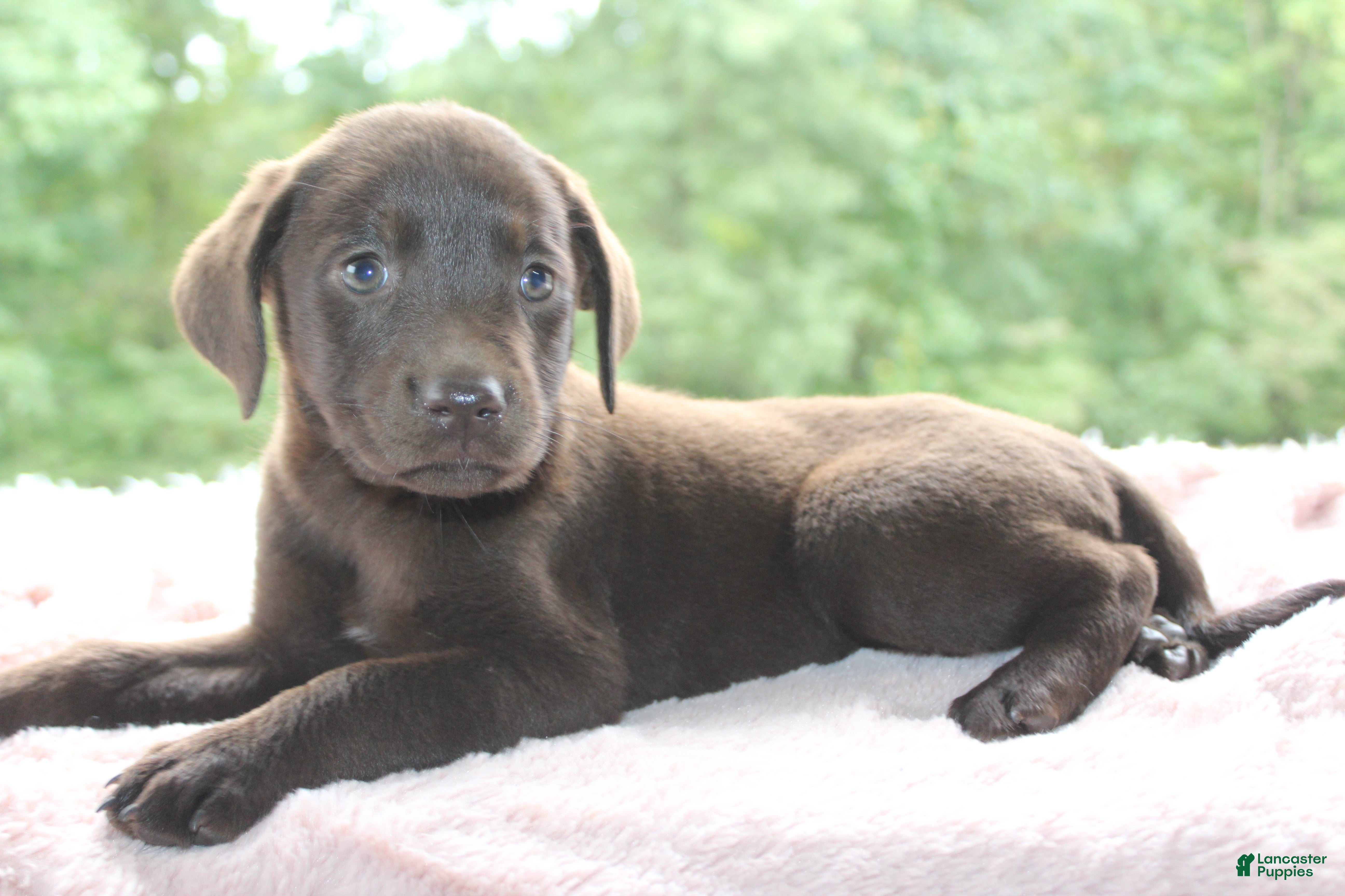 Labrador Retriever dogs Star - Ad 2