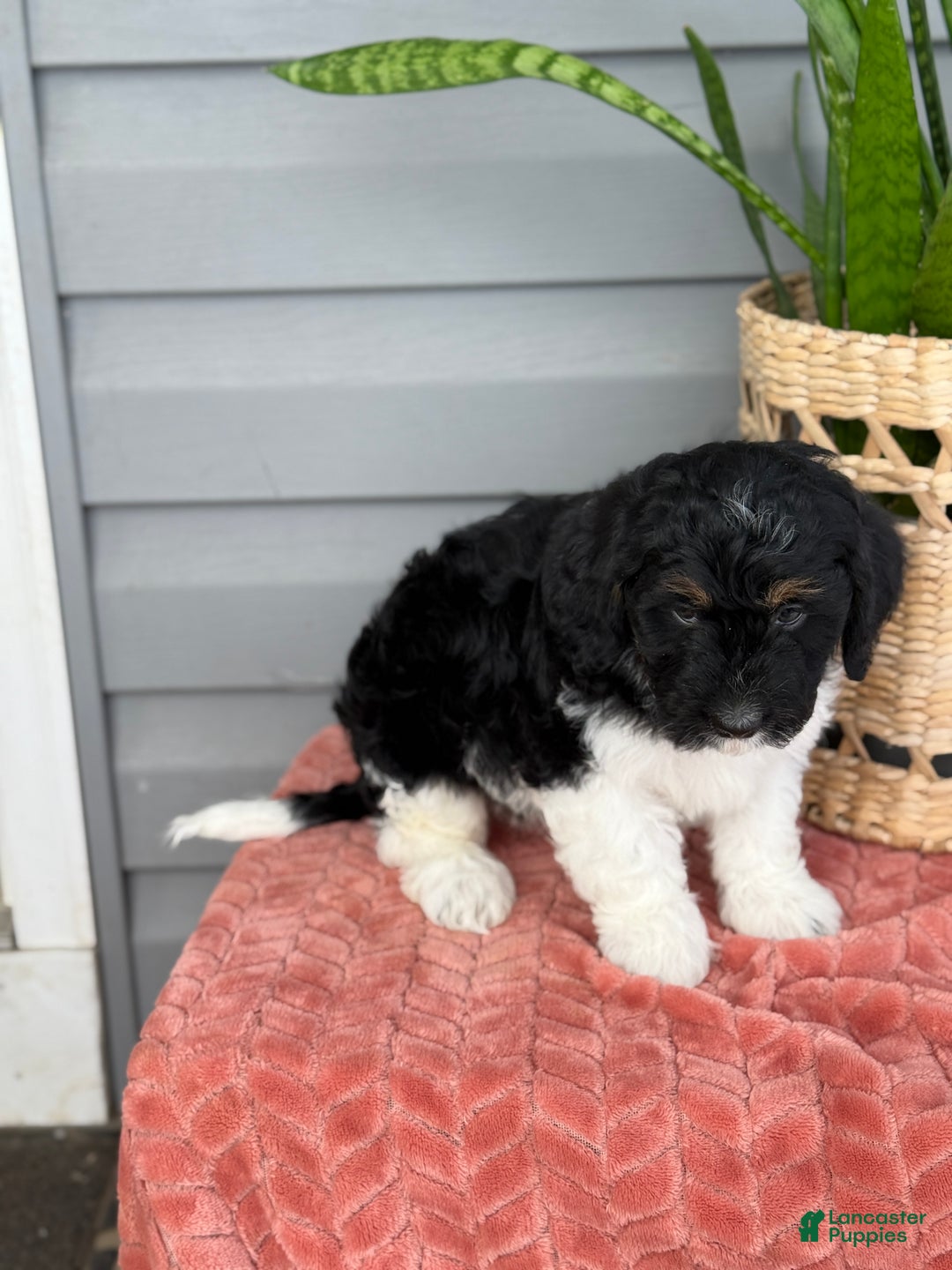 Mini Bernedoodle dogs for sale: Fudge - Ad 6