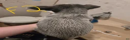 Australian Cattle Dog dogs for sale: Piper - Ad 3