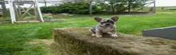 French Bulldog dogs for sale: Ace  (Blue Merle Tan) 🐶✨ - Ad 8