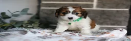 Cavapoo dogs for sale: Maggie - Ad 9