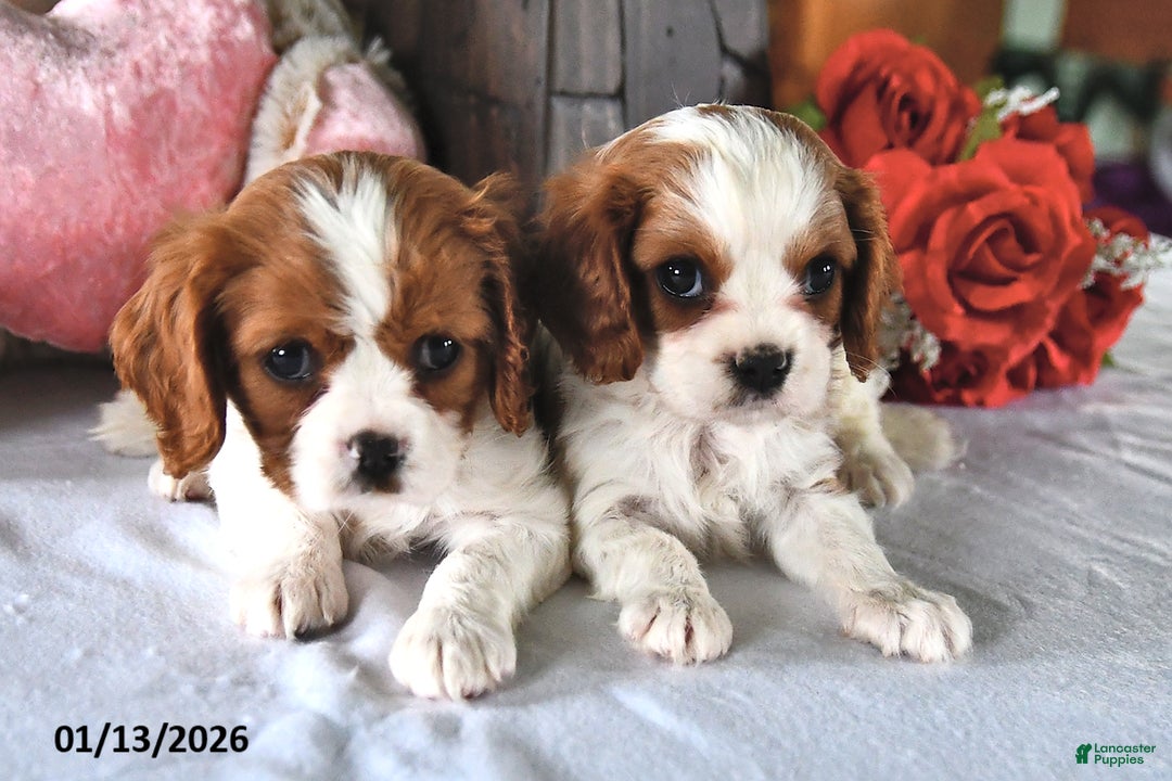 Cavalier King Charles Spaniel dogs for sale: Princess - Ad 3
